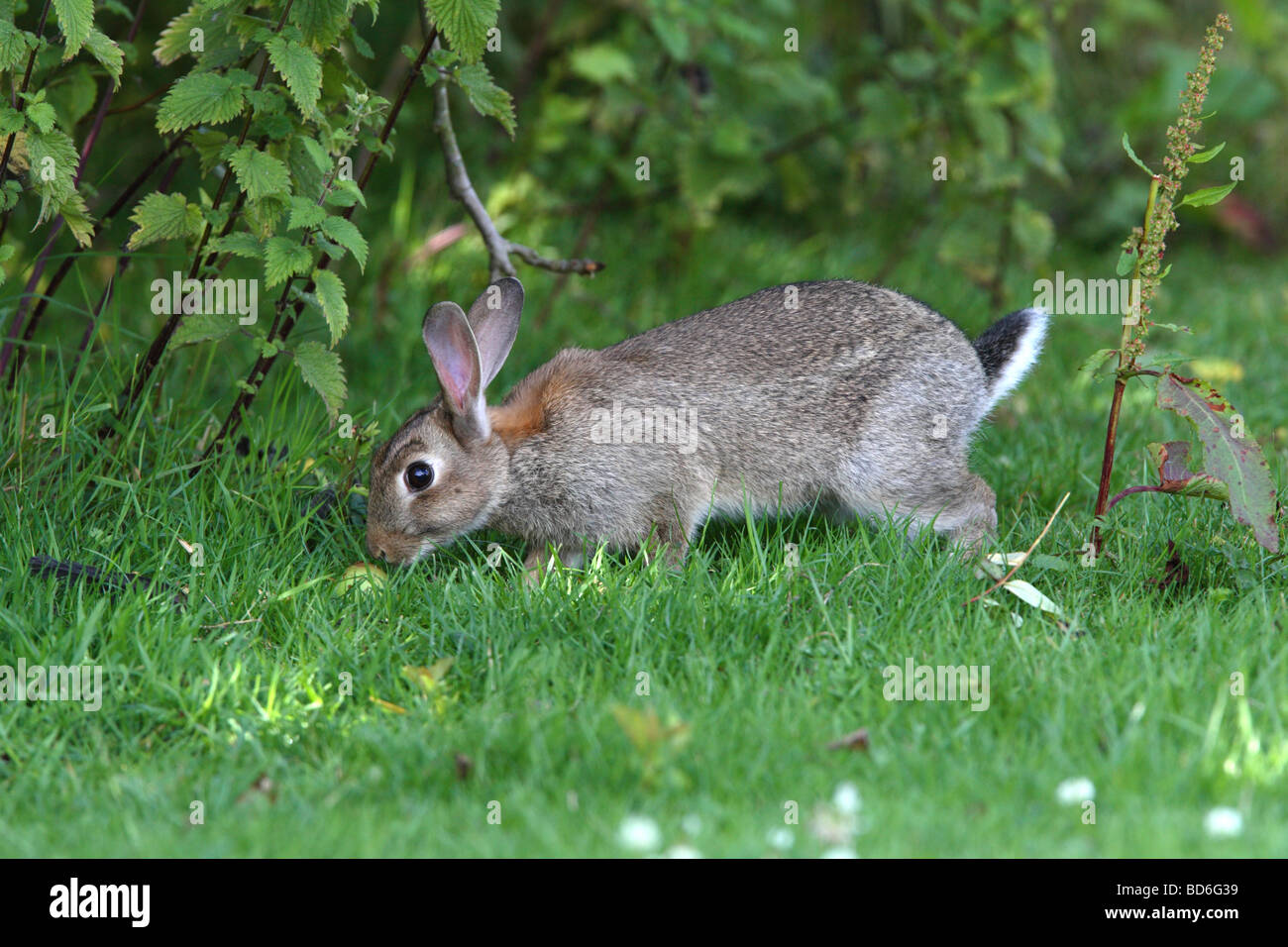 Kaninchen - Oryctolagus Cuniculus schnüffeln eine Glücksfall Apple Stockfoto