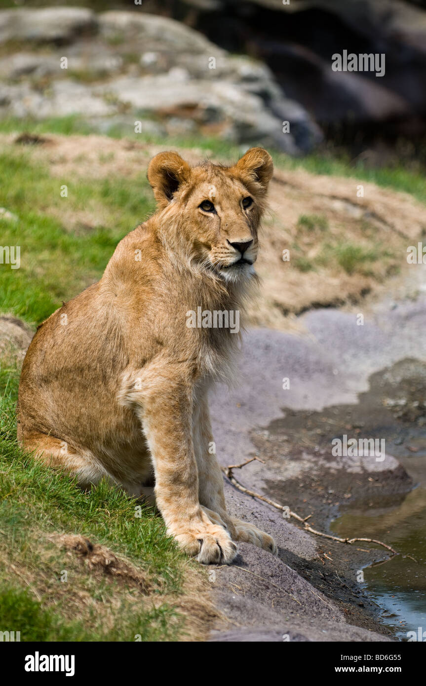 Löwe aus dem Zoo von Kristiansand in Norwegen. Sie haben 10 Löwen, 2 Erwachsene Rüden, 2 Erwachsenen Weibchen und 6 Jungen. Stockfoto