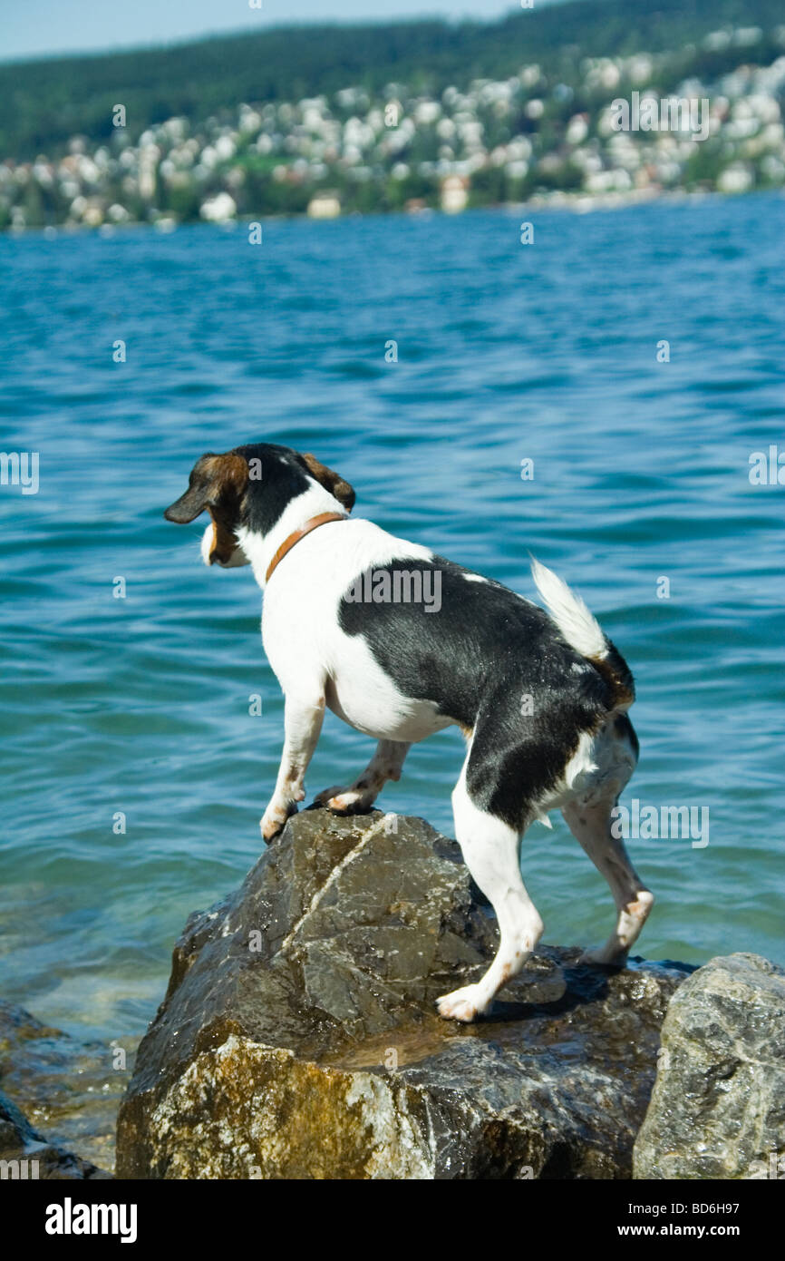 Ein Hund, der Blick über den Zürichsee See. Stockfoto