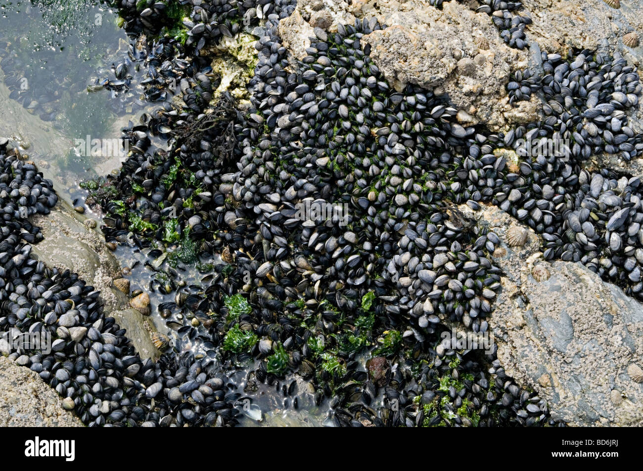 Godrevy Point Cornwall mit Miesmuschelbänke bei Ebbe der Schale Fische ausgesetzt Stockfoto