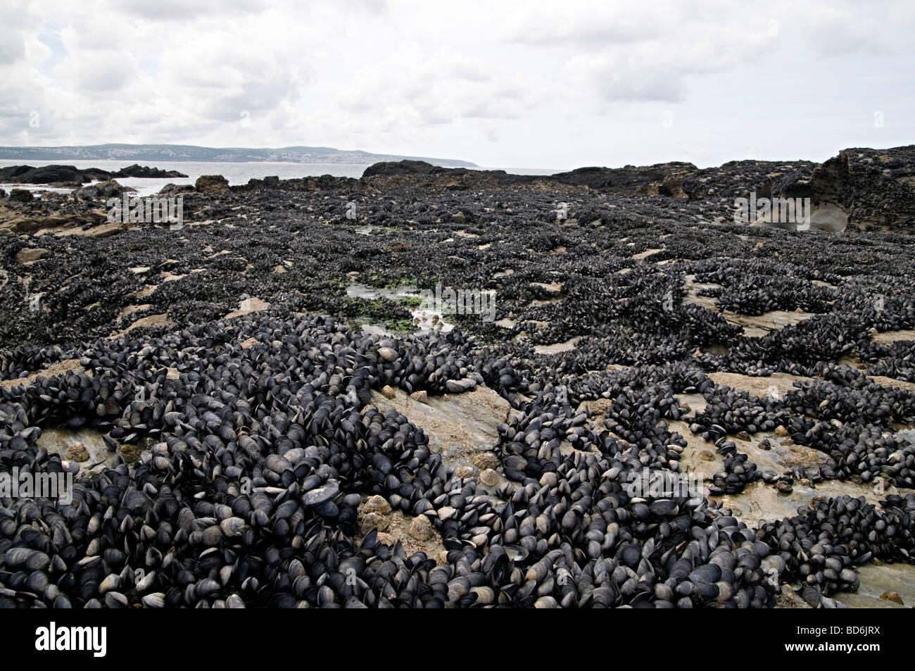 Godrevy Point Cornwall mit Miesmuschelbänke bei Ebbe der Schale Fische ausgesetzt Stockfoto
