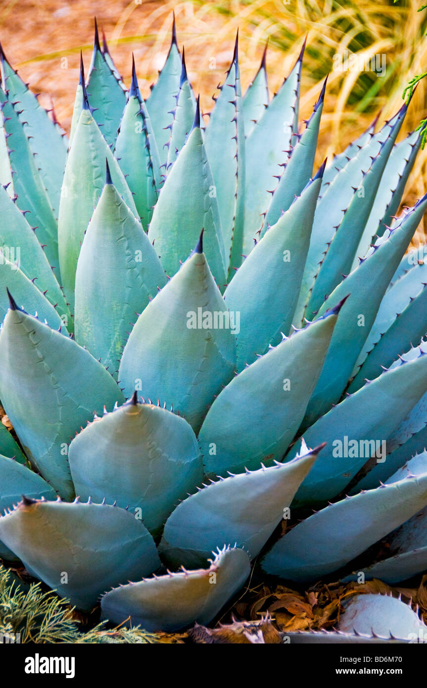 Nahaufnahme von Agave-Pflanze Stockfoto