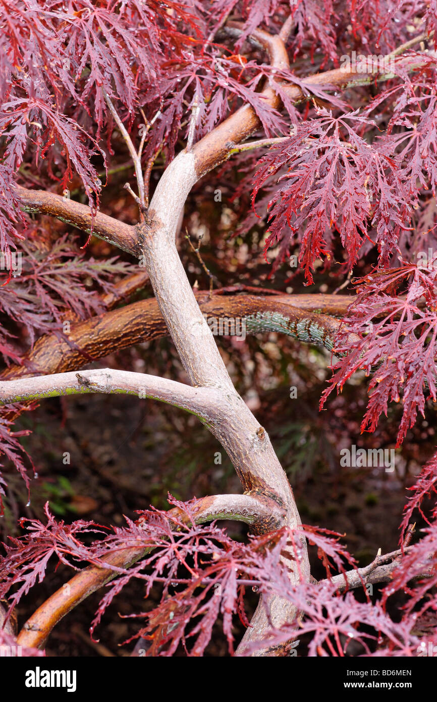 Nahaufnahme eines Acer-Baum mit gefiederten Blättern Stockfoto