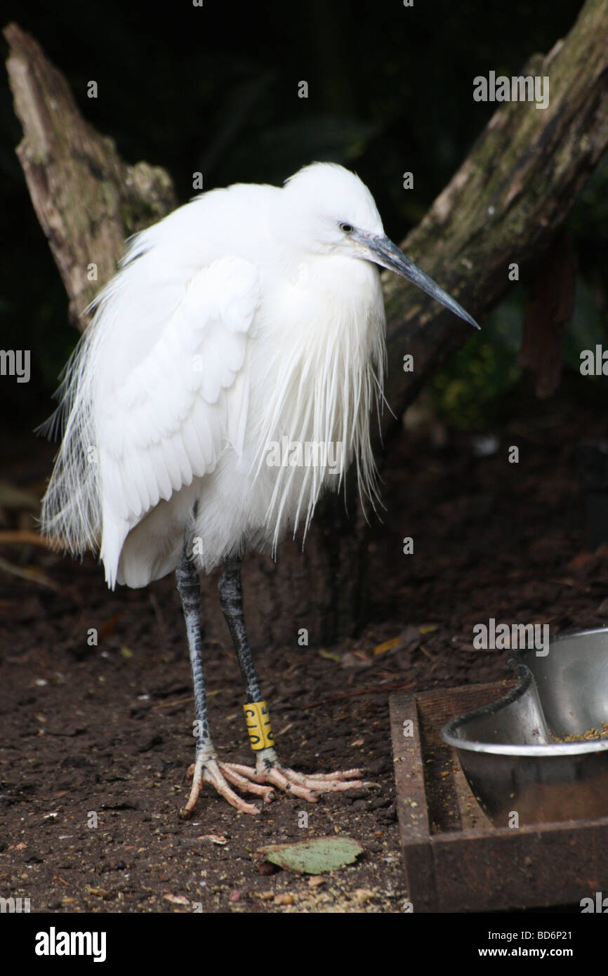 Ein weißer Vogel zu trinken Stockfoto