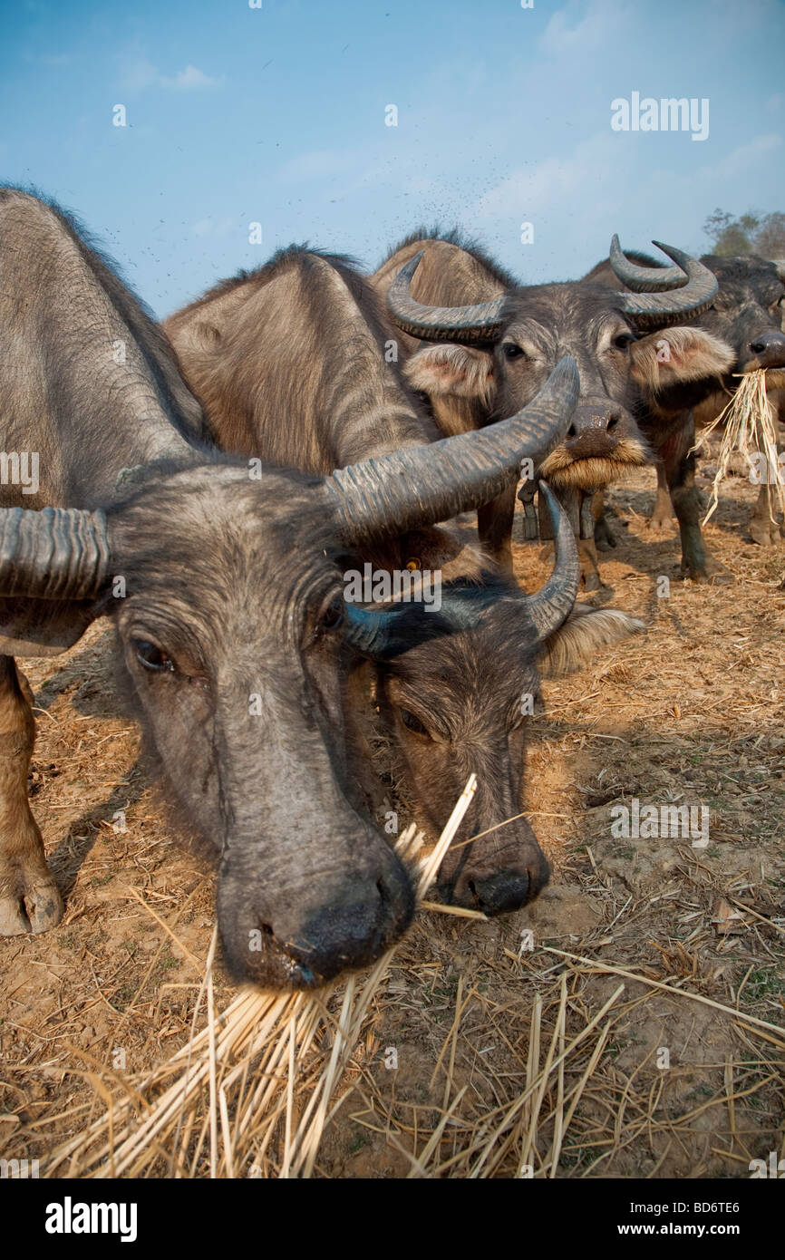 eine Herde Büffel im Norden von Thailand Stockfoto