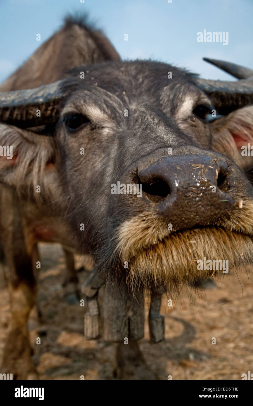 eine Herde Büffel im Norden von Thailand Stockfoto