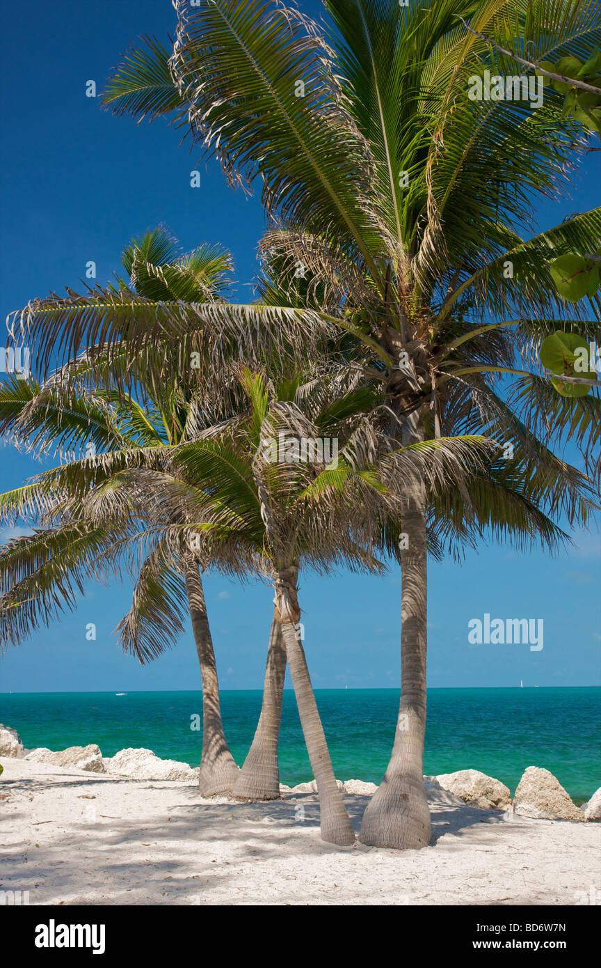 Palmen am Strand in Key West Florida Stockfoto
