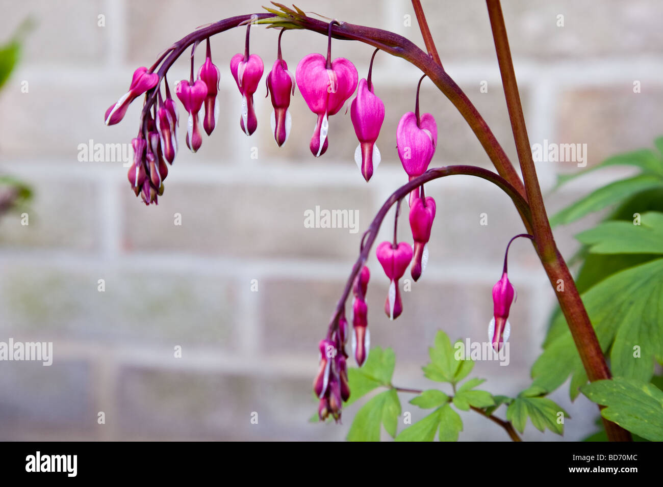 Tränendes Herz (Dicentra Spectabilis) Stockfoto