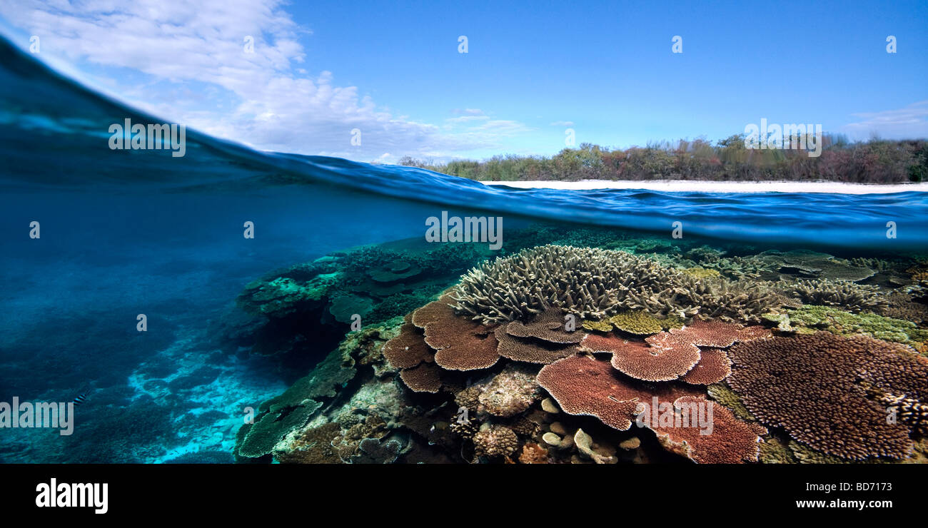 Lady Elliot Island Stockfoto