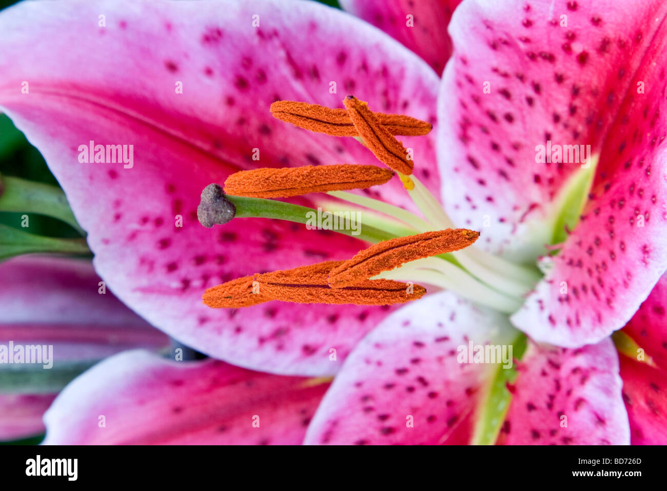 Stargazer Lilie Lilium (Liliaceae Stockfotografie - Alamy