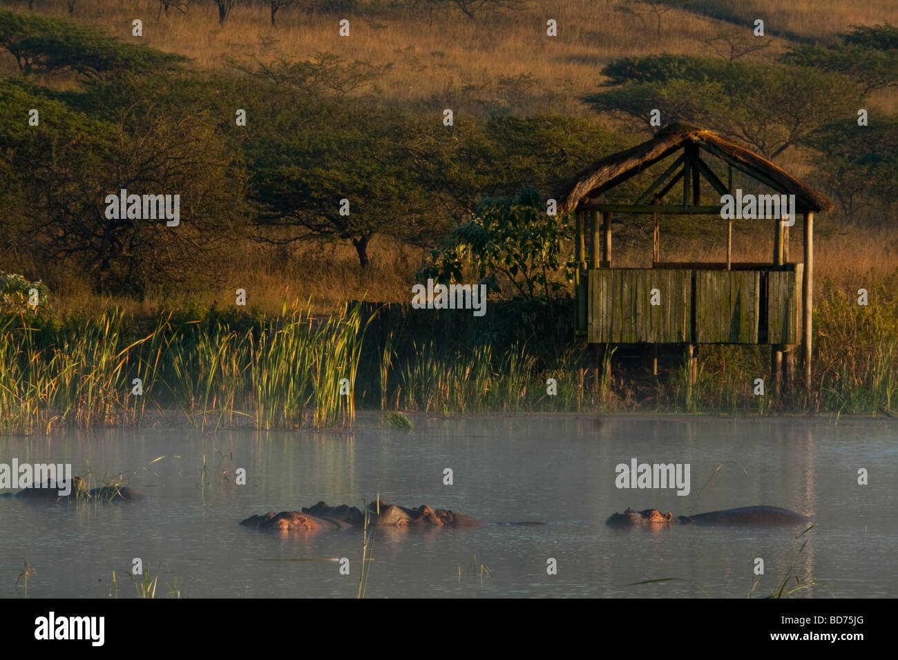 Malerische Landschaft in Tala Game Reserve. Hippo vor einer Wildbeobachtung ausblenden in den frühen Morgenstunden. Stockfoto