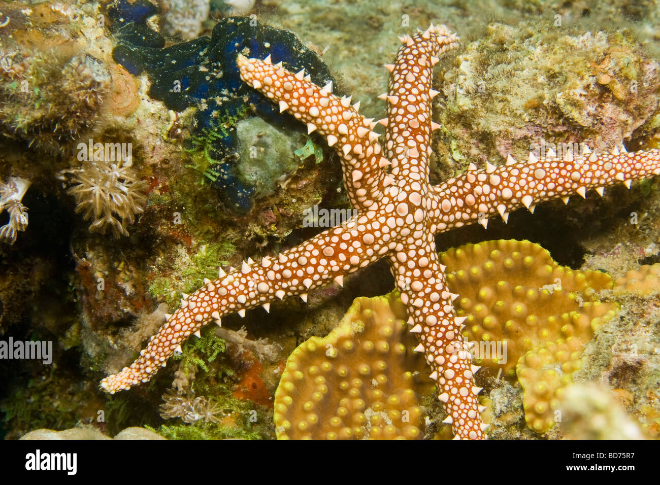 Egyption Seestern (Gomophia Egyptiaca) Stockfoto