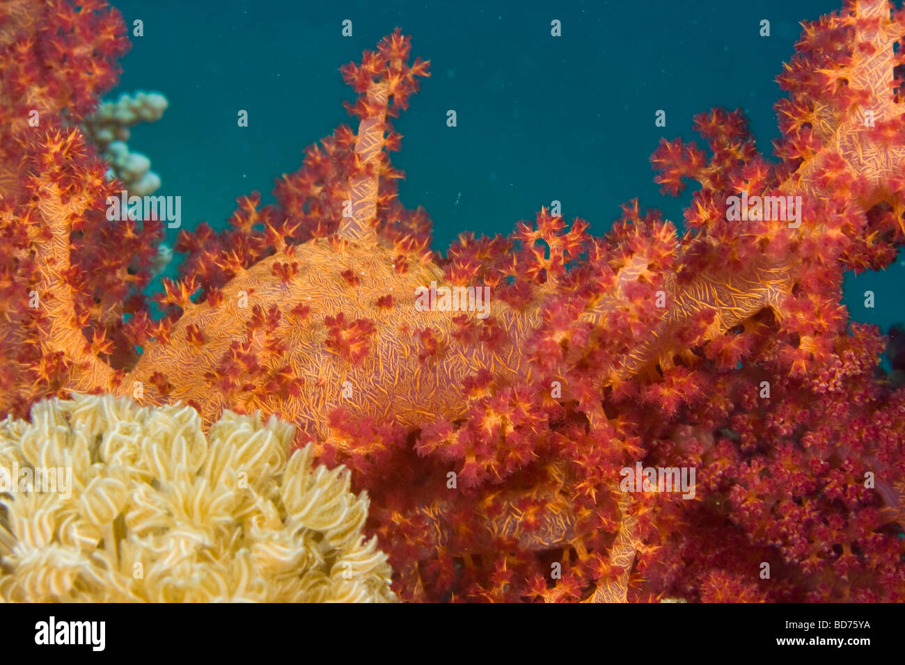 Winkenden Hand Coral (Anthelia sp.) Stockfoto
