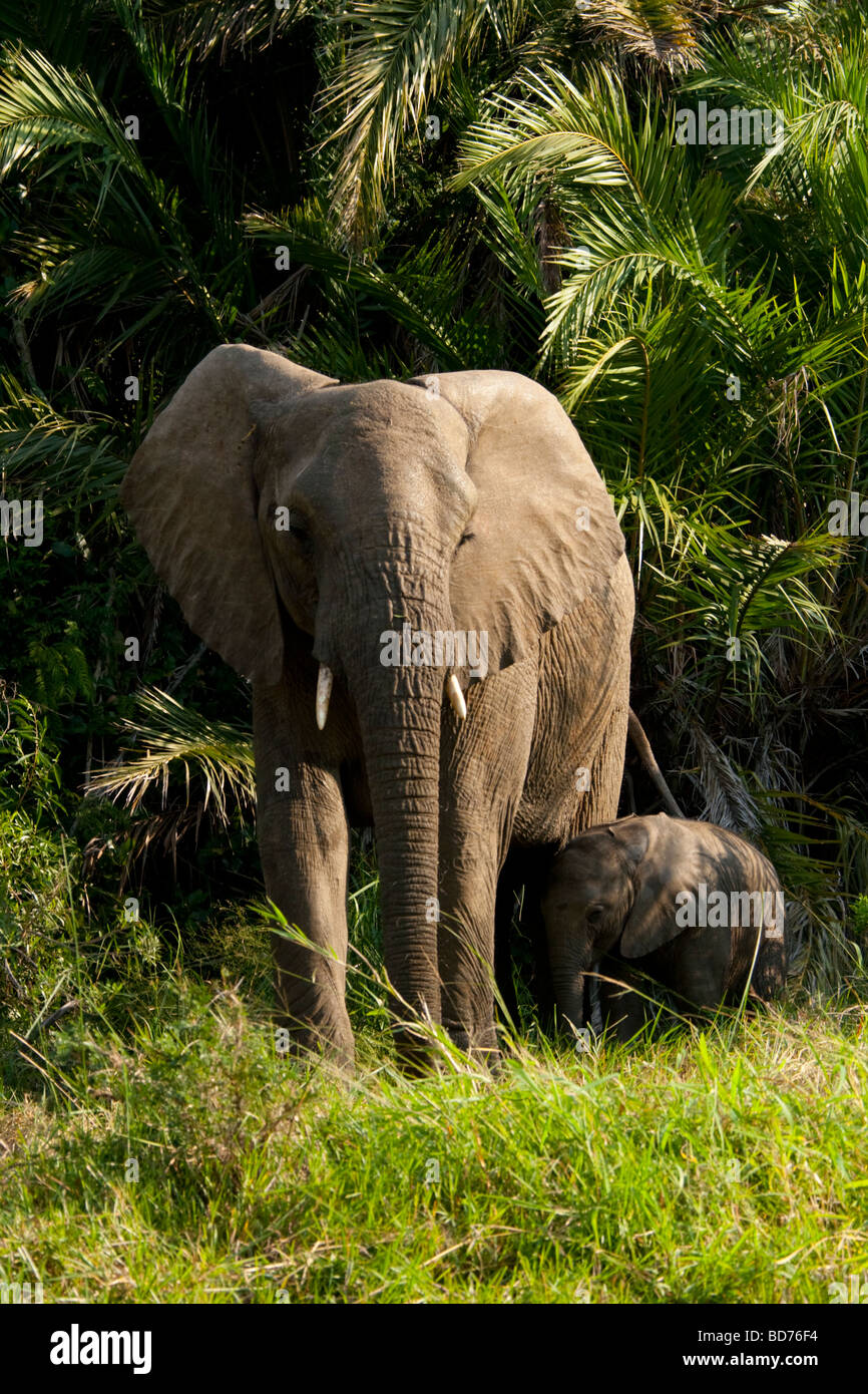 Afrikanische Elefanten (Loxodonta Africana) an einem Flussbett. Stockfoto