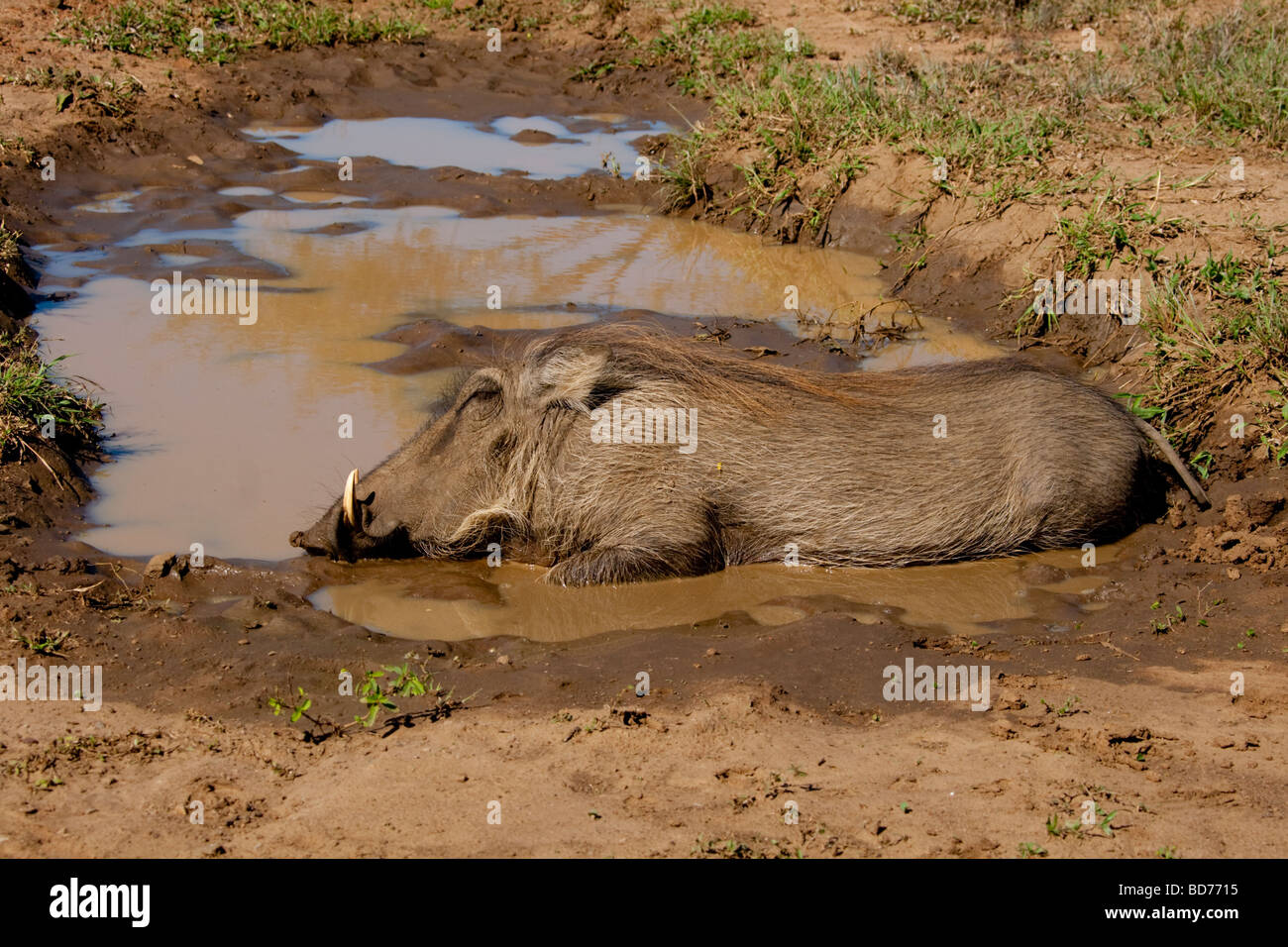 Warzenschwein (Phacochoerus Africanus). Warzenschwein genießen eine Mitte Nachmittag Schlammbad. Hluhluwe-Imfolozi Game Reserve, Südafrika. Stockfoto