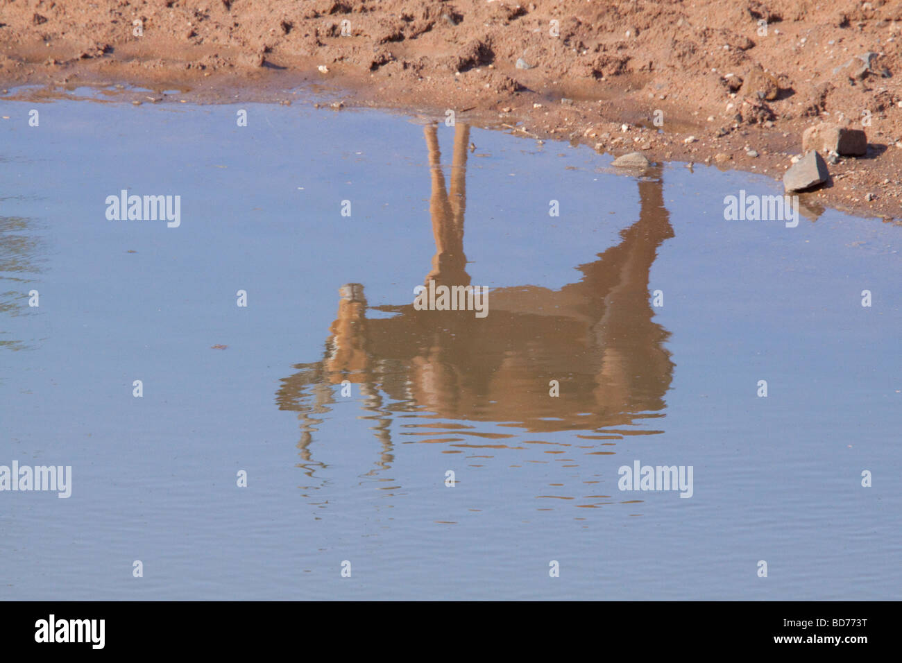 Impala (Aepyceros Melampus) Refelection im Wasser Stockfoto