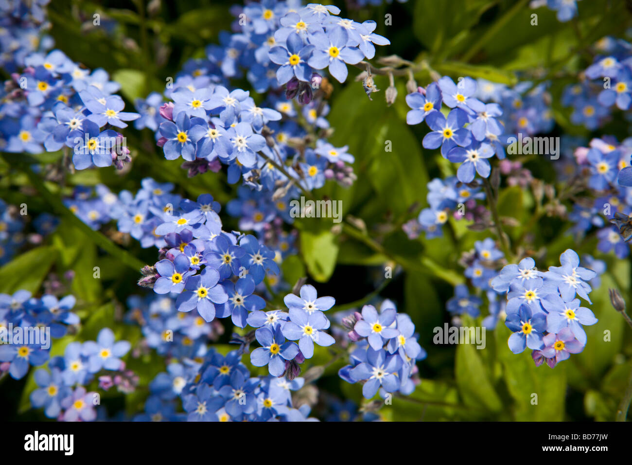 Lila vergiss mich Fotos und Bildmaterial in hoher Auflösung Alamy