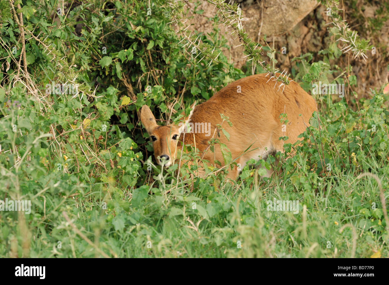 Stock Foto von einem weiblichen Riedböcken, Serengeti Nationalpark, Tansania. Stockfoto