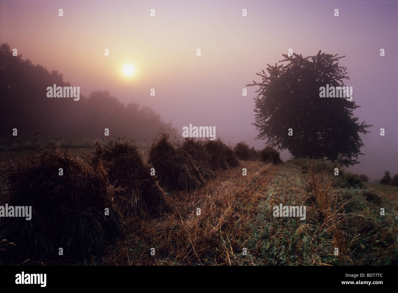 Polen Land Bio-Bauernhof Nebel Nebel Stockfoto