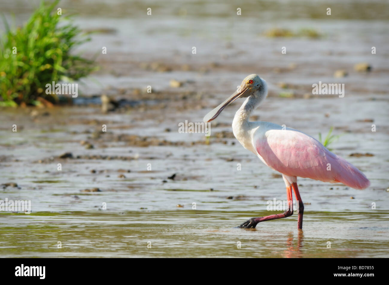 Die rosige Löffler (Platalea Ajaja) bekommt seine rosa Farbe durch den Verzehr von Garnelen, genau wie der Flamenco. Stockfoto