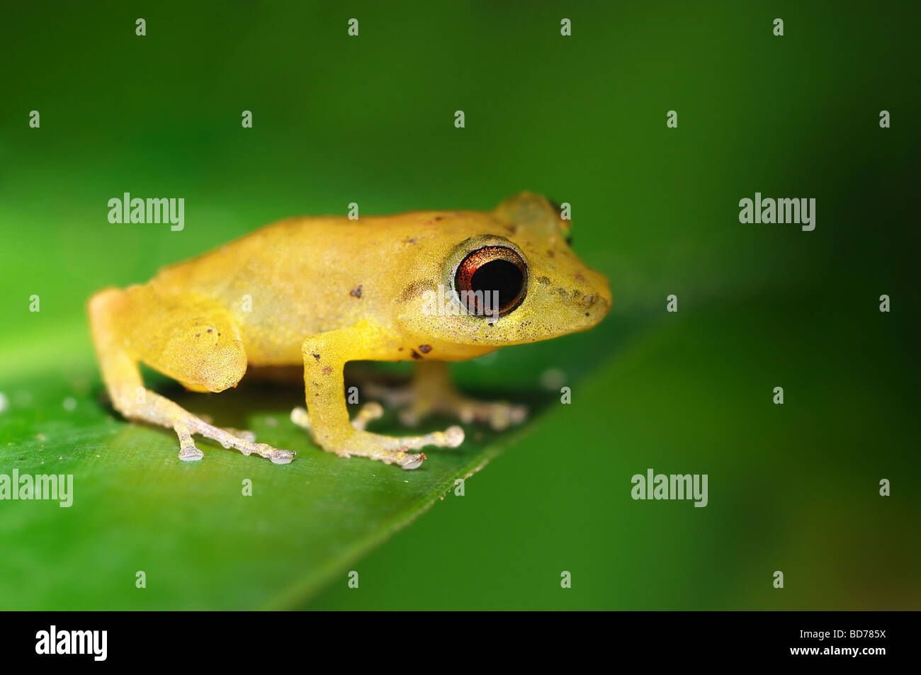 Eine männliche Olive Laubfrosch (Scinax Elaeochrous) liegt am Rande eines Blattes in der Nähe von Drake Bay, Costa Rica. Stockfoto