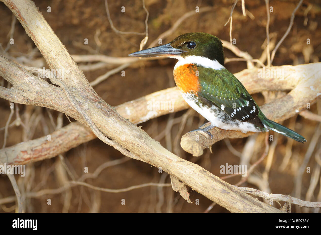 Ein männliche grüne Eisvogel (Chloroceryle amerikanisch) wartet auf etwas leckeres vom Schwimmen, thront auf einem Ast vom Fluss Tarcoles. Stockfoto