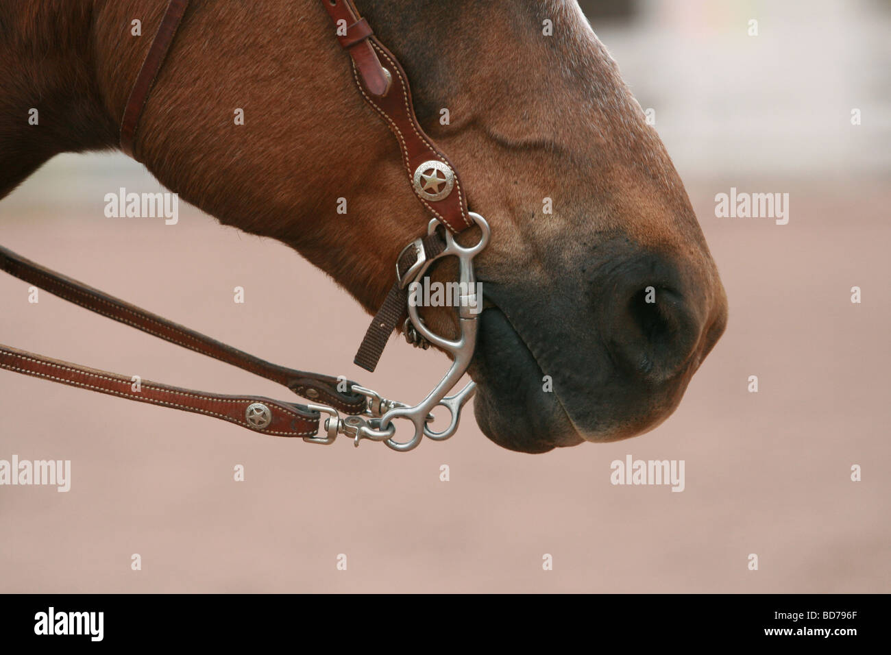 Nahaufnahme von Quarterhorse Stockfoto