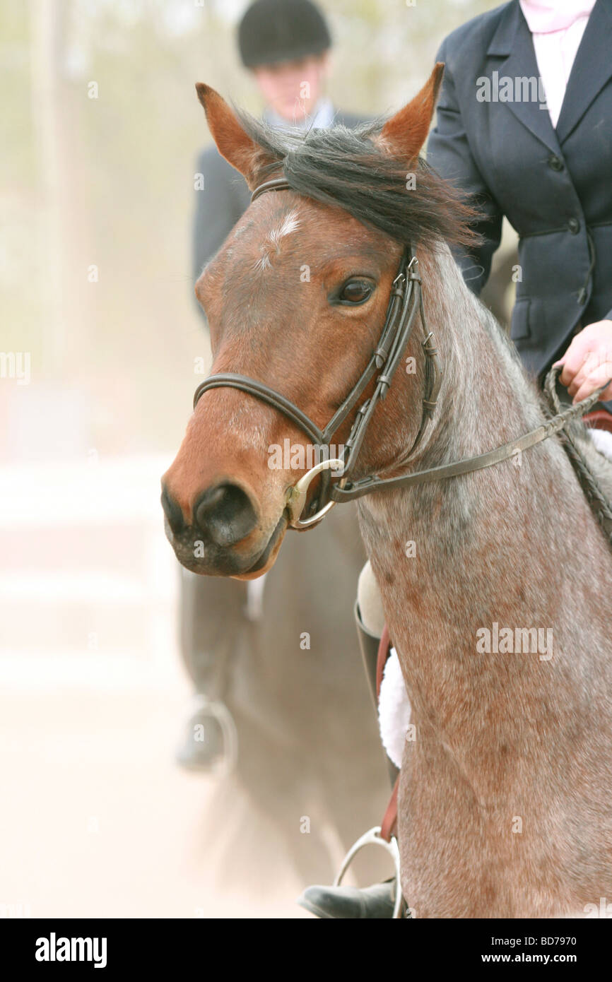 Quarter Horse Aufwärmen vor Show mit Fahrer. Stockfoto