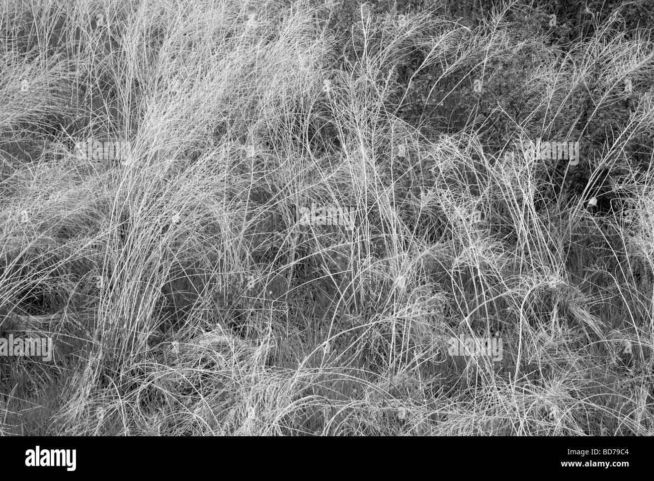 Mingo National Wildlife Refuge Stockfoto