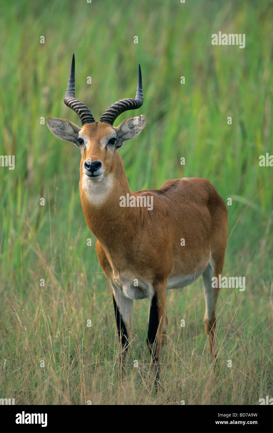 Ugandan Kob (Kobus Kob Thomasi) Queen Elizabeth National Park, Uganda Stockfoto