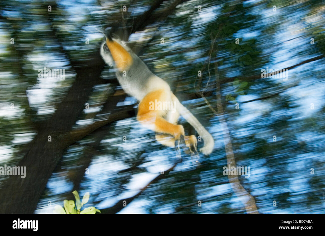 Matrizengeformte Sifaka (Propithecus Diadema) Leaping Mantadia Nationalpark, Madagaskar Stockfoto