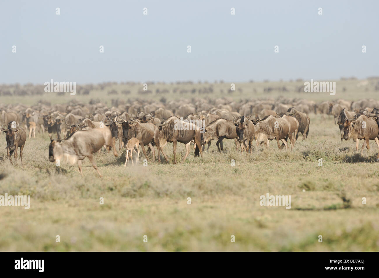 Stock Foto des großen Gnus Migration, Ndutu, südliche Serengeti Ökosystems, Tansania, 2009. Stockfoto