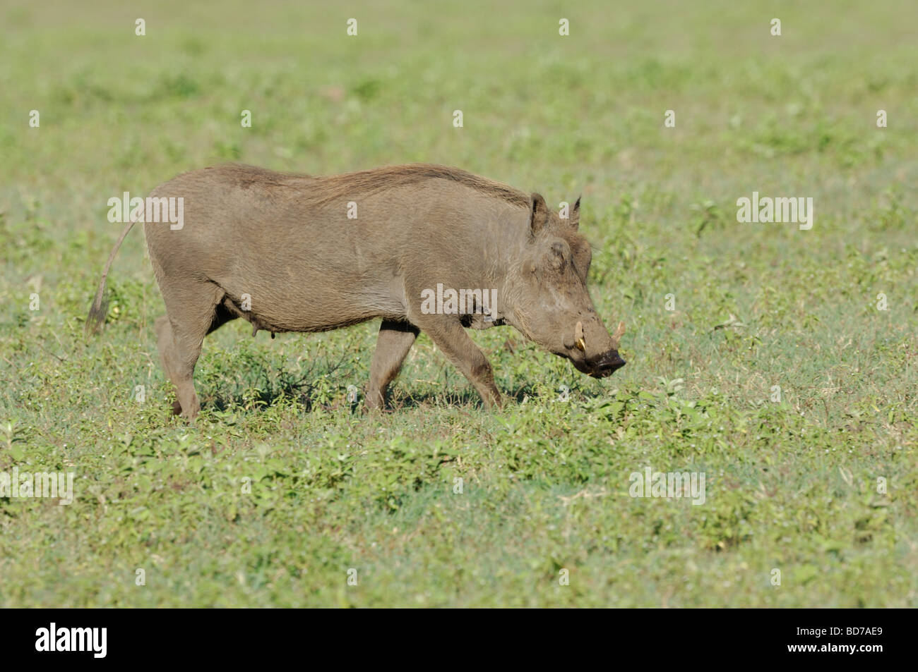 Stock Foto von Warzenschwein Weiden, Ngorongoro Crater, Tansania, 2009. Stockfoto