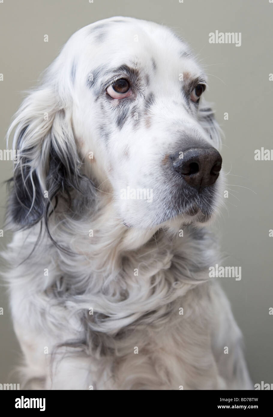 Englisch Setter Stockfoto