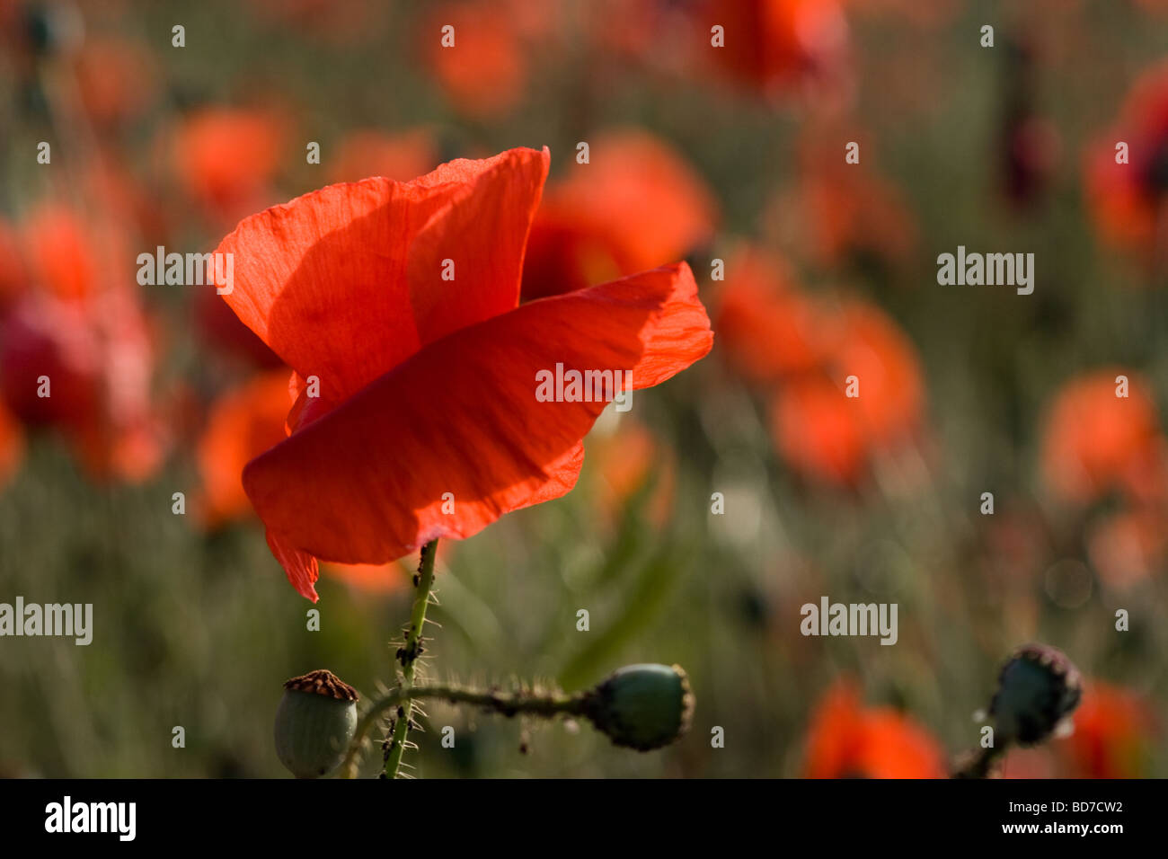 Einzelne Poppy gegen ein Feld von Mohn (der Hintergrund jedoch unscharf) Stockfoto