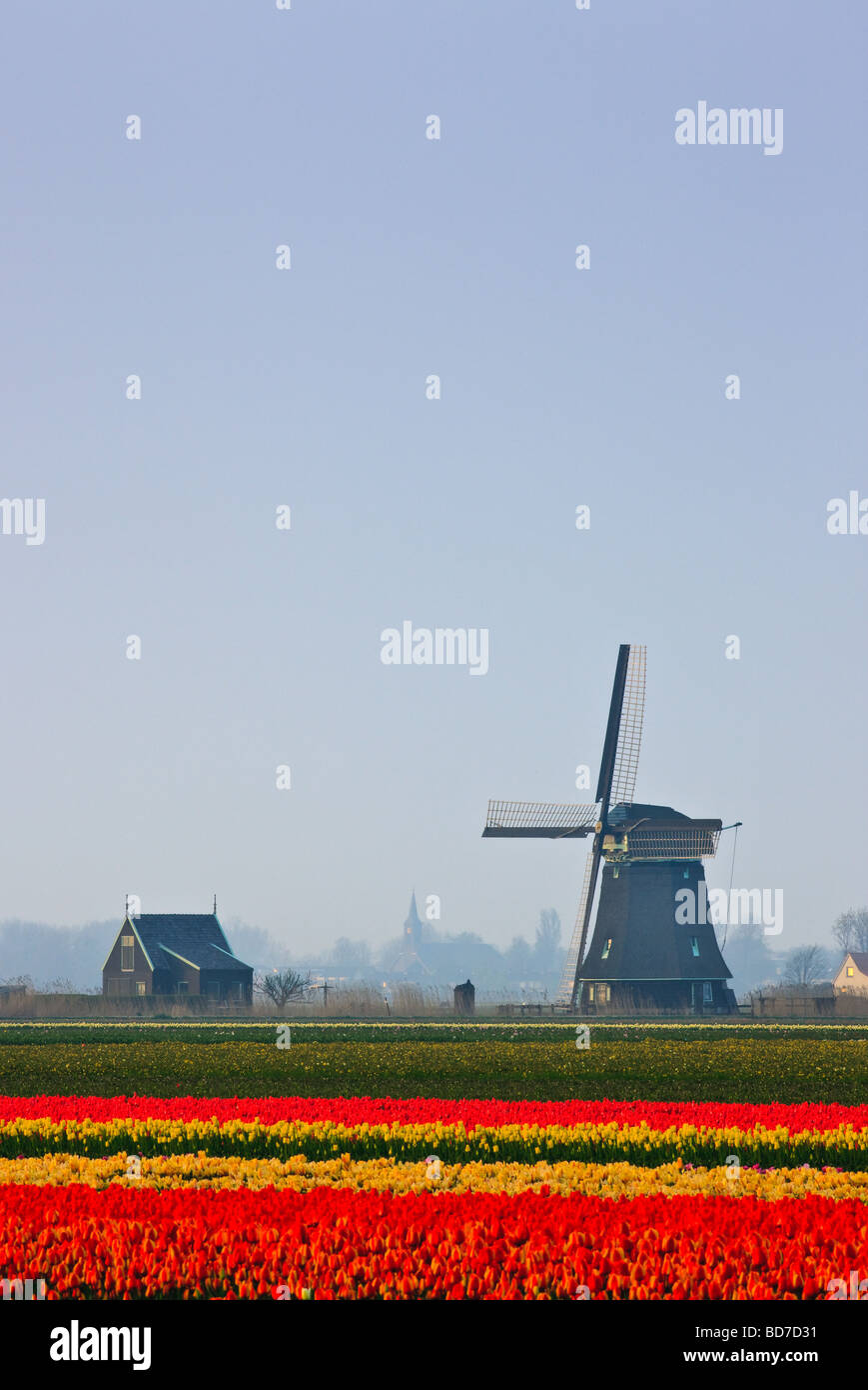 Tulpe Felder Nord-Holland-Niederlande Stockfoto