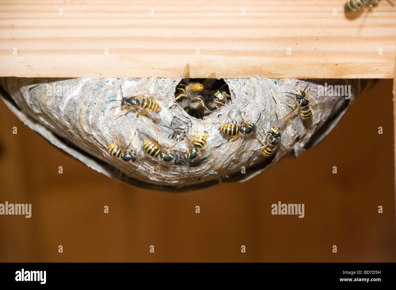 Wespennest mit Wespen Nest in Schuppen Tür Reparatur Stockfoto