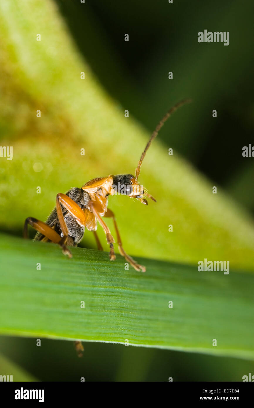 Soldat-Käfer (Cantharis Nigricans) auf einem Rasen-Stiel Stockfoto