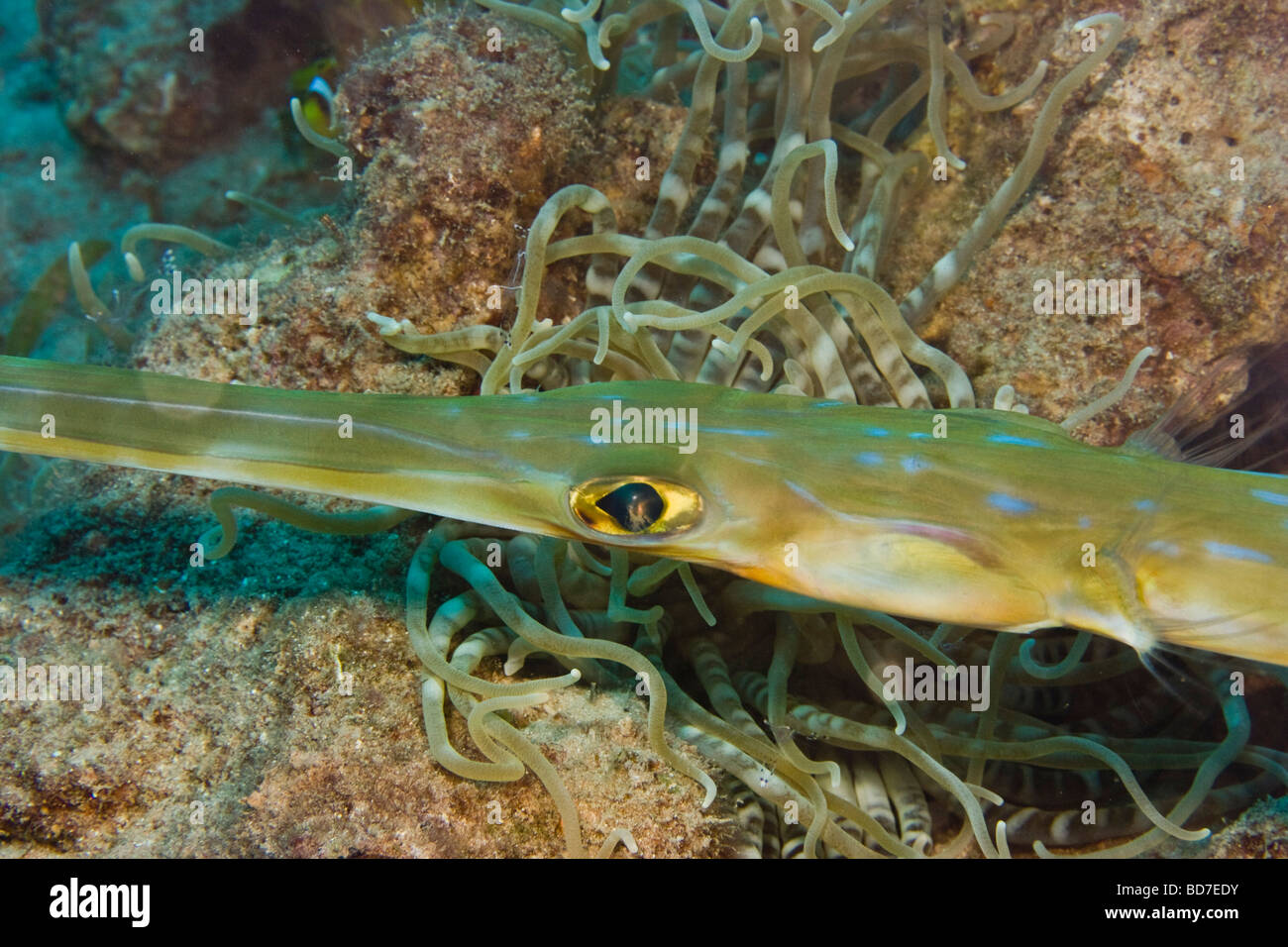 Fistularia petimba Fotos und Bildmaterial in hoher Auflösung Alamy