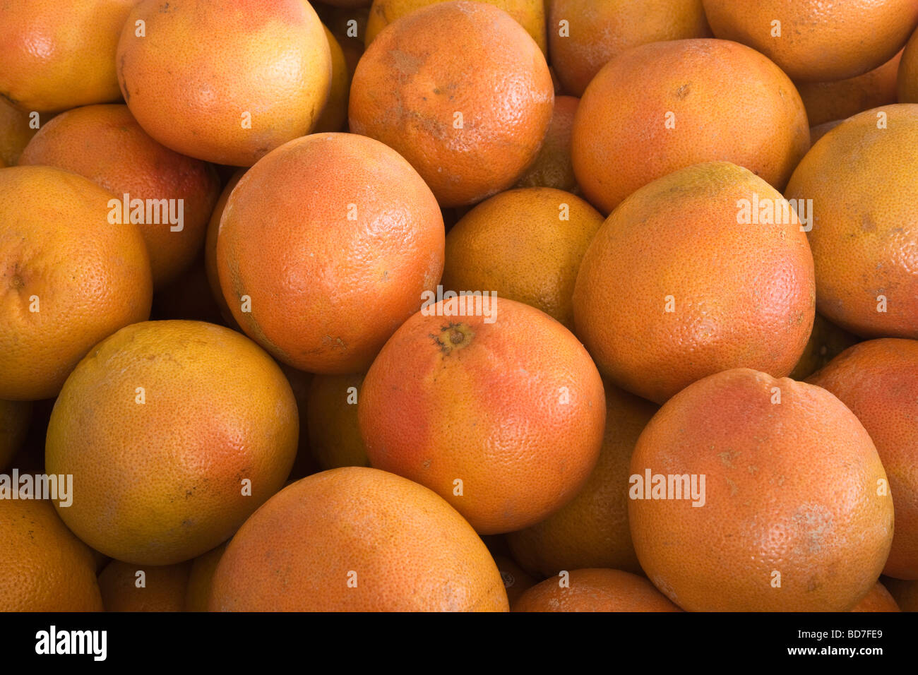 Texas 'Rot' Grapefruits. Stockfoto