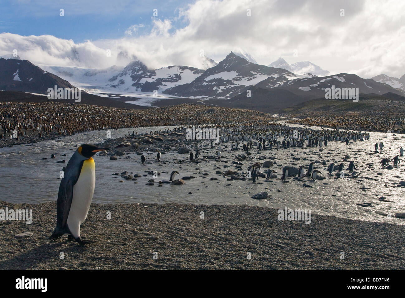 King Penguin Aptenodytes Patagonicus Brutkolonie St. Andrews Bay South Georgia Antarktis Stockfoto