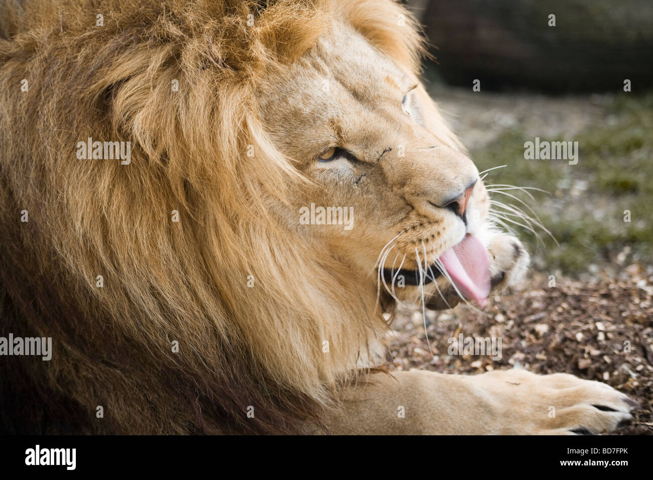 Männlicher Löwe, der sich aus nächster Nähe aufmacht, Wildlife Heritage Foundation, Großbritannien Stockfoto