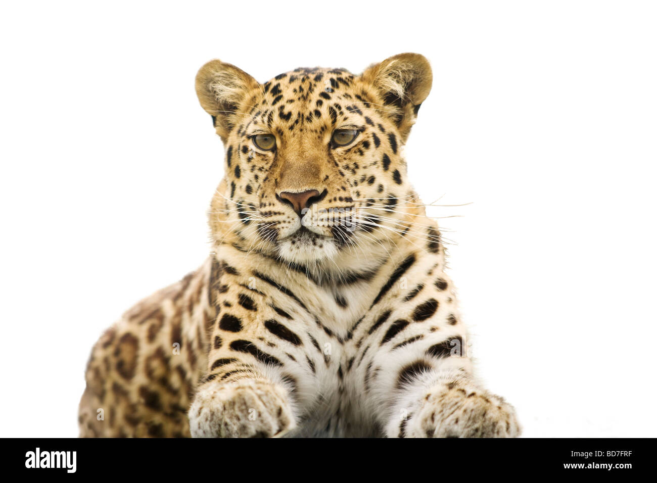 Amur-Leopard ( Panthera Pardus Orientalis) sehr seltener - wie eine Sphinx - Ausschnitt Stockfoto