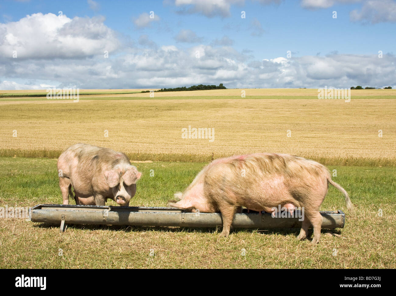 Schweine & Sauen in einem eingezäunten Bereich auf freiem Feld mit hohen Tierschutzstandards aufgezogen Stockfoto