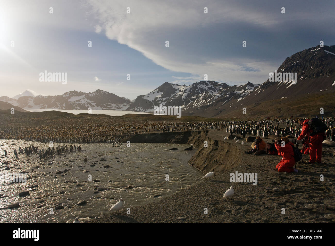 Touristen fotografieren König Penguins Aptenodytes Patagonicus St. Andrews Bay South Georgia Antarktis Stockfoto