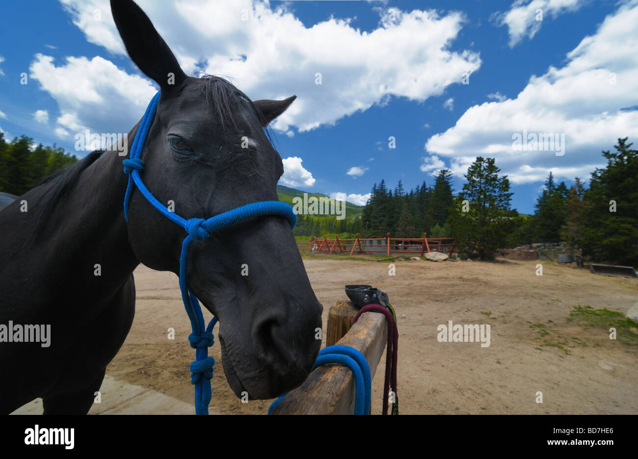 Ein Pferd wartet für die Pflege auf einer Ranch in Colorado Rocky Mountains hoch. Stockfoto
