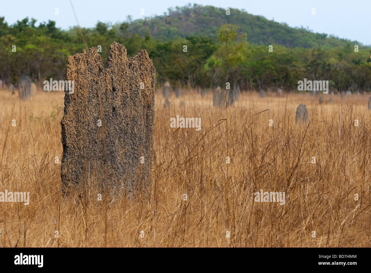 Ein Termite Hügel steht in einem Feld der anderen im Litchfield National Park in der Nähe von Darwin im Northern Territory Australiens Stockfoto