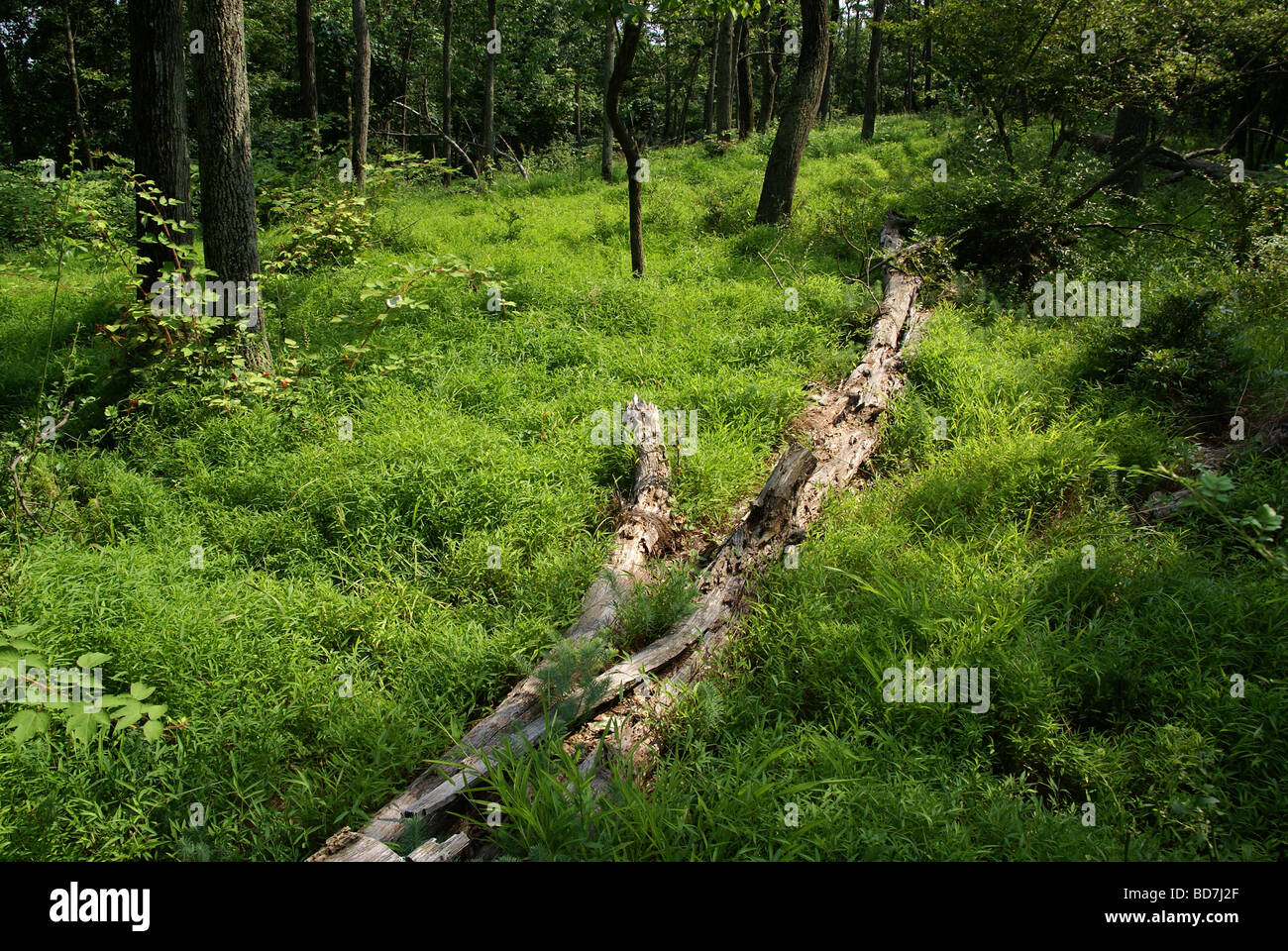 Umgestürzter Baum in einem Wald mit Rasen bedeckt. Stockfoto