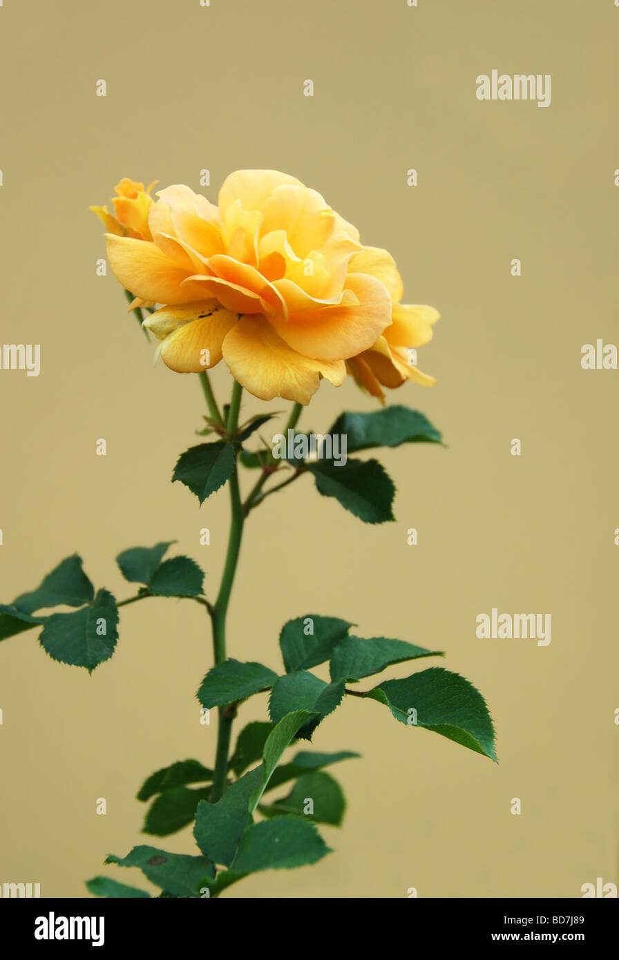 Gelbe Rose über einen schönen neutralen Ocker gelb Hintergrund isoliert Stockfoto