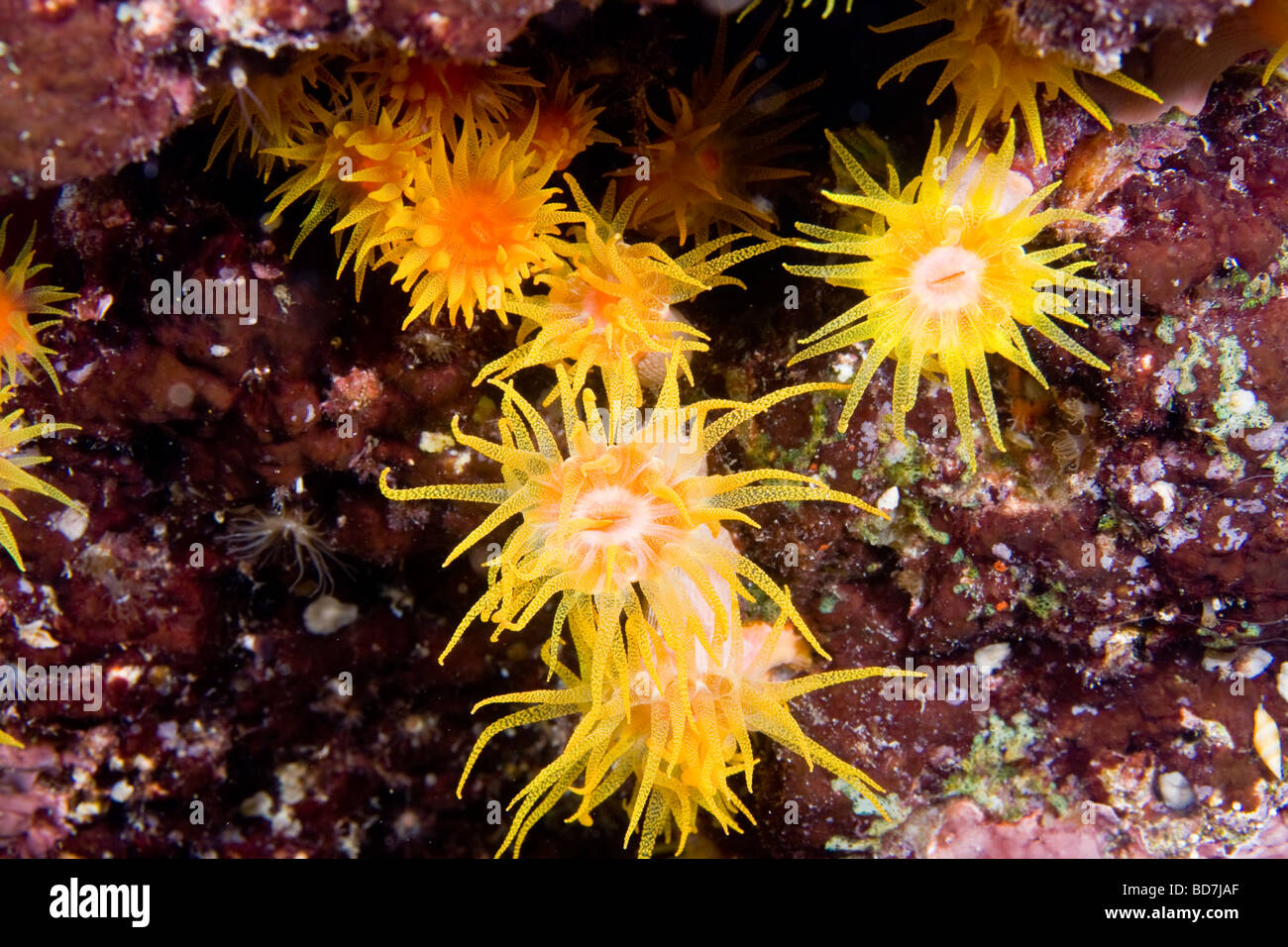 Becher-Koralle (Tubastraea Coccinea) Stockfoto